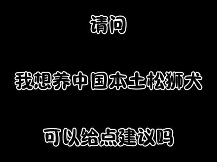 养狗劝退篇之中国本土松狮犬#土松