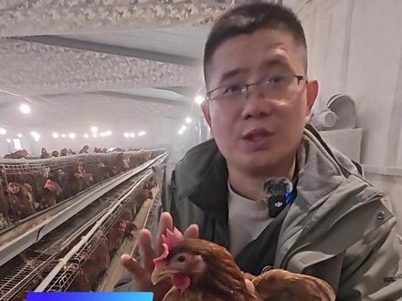 今年偏肺高发,鼻炎和偏肺病毒一秒教你分辨,收藏一个视频就够 #蛋鸡养殖 #蛋鸡鼻炎 #蛋鸡脸肿 #禽病防治 #新农人计划2022