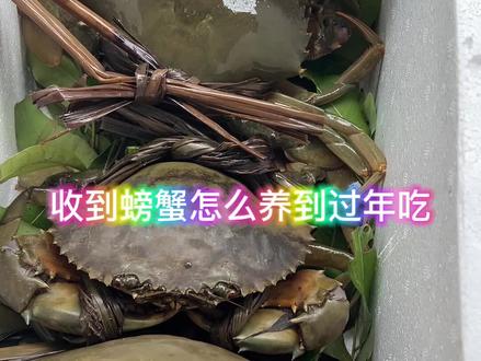 收到螃蟹怎么养到过年的时候再吃?#青蟹