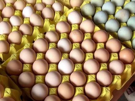 大量“激素鸡蛋”流入市场?长期吃致癌?央视记者调查来了:喂食激素无法提高产产量,网传的“激素鸡蛋”特征都是自然现象#媒体精选计划 #鸡蛋 #健康