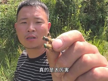 牛虻,一味非常名贵的中药材。