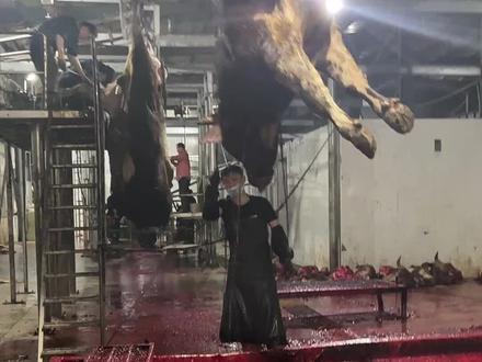 新鲜纯干黄牛肉大放血,纯绿色食品#现宰黄牛肉 #每天都是新鲜食材 #好吃不贵经济实惠 想吃的来吧 !