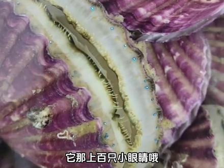 扇贝里的小蓝点 #神奇动物在抖音 #网络热门生物鉴定 #动物知识科普视频