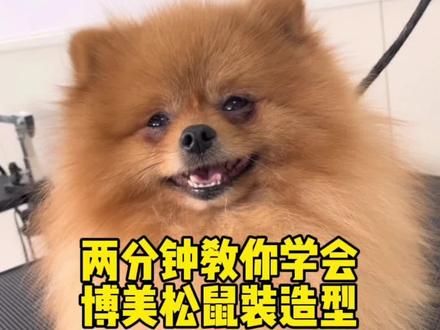 今天得博美犬你爱了吗🧐#博美 #宠物美容师 #宠物 #宠物美容 #宠物美容培训 #宠物美容造型