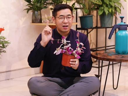 油画吊兰怎么养?园艺师教你,油画吊兰的详细养护技巧