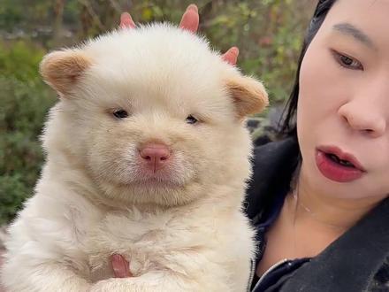 白土松的品相纯正度怎么看#白土松#土松#中华田园犬