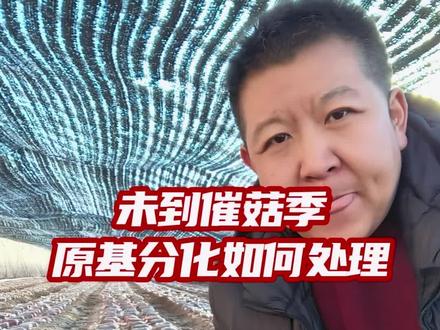 羊肚菌种植未到催菇季节,部分原基已经分化,如何处理。#羊肚菌 #羊肚菌种植 #三农