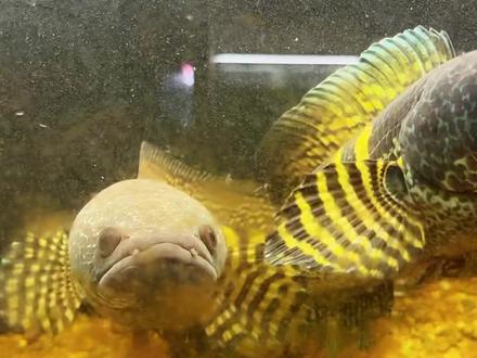 #雷龙鱼 繁殖的问题,纯属个人经验。没啥权威性