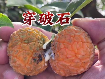 穿破石有2种,它有什么用处呢?