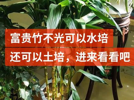 土培富贵竹怎么养#花卉绿植