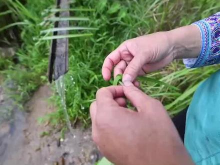 野外喝水的“草标文化”,是大苗山传承千年的生态意识,我们敬畏大自然#中国传统古村落 #乌英跨省苗寨#清凉一夏