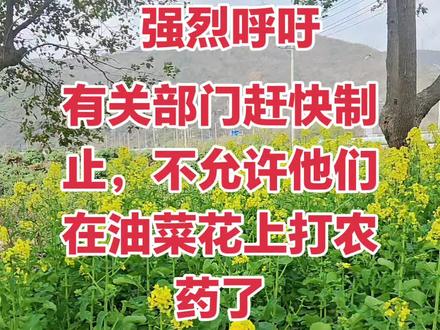 #油菜花 #打药再不制止来不及了#农作物是离不开蜜蜂采花的
作者声明,真情演绎,仅供参考