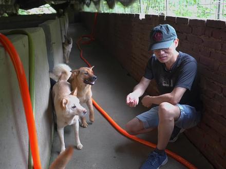 中华田园犬不吃手上的食物,并不是自卑,而是它坚守的品种规矩,是老祖宗传下来五千年的文化传统!#中华田园犬 #土狗 #猎犬#农村土狗 #乡村守护人 #我的乡村生活 #新农人计划2023
