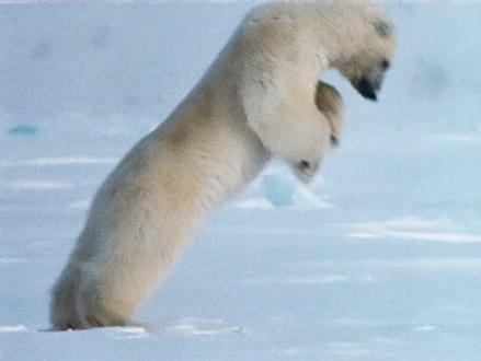 熊妈妈抓住时机砸开冰层抓住了一只小海豹 一家三口终于吃上了一顿饱饭,可怜的小海豹,还没找到妈妈就被吃了,这是北极上的生存之道#小海豹 #北极熊 #动物纪录片解说 #动物世界
