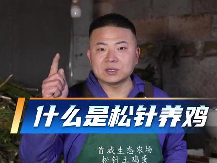 松针还居然能养鸡?今天我为大家揭#特色农产品 #富硒鸡蛋 #松针鸡蛋 #服务三农支持三农