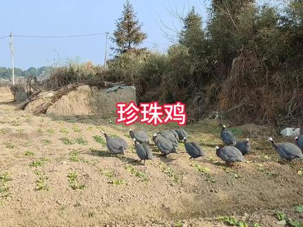 珍珠鸡就剩一些公的