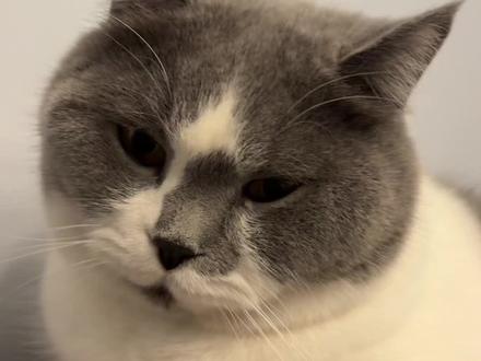 咪有件事想问你#猫咪日常 #表情包