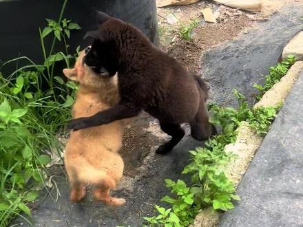 小黑有点飘了,连肥妞都打了,肥妞讲情义没还手的意思。小宝吃饭速度这块是真没的说😂#家有中华田园犬 #中华田园犬 #广西土猎犬 #喜欢中华田园犬请关注 #萌宠出道计划
