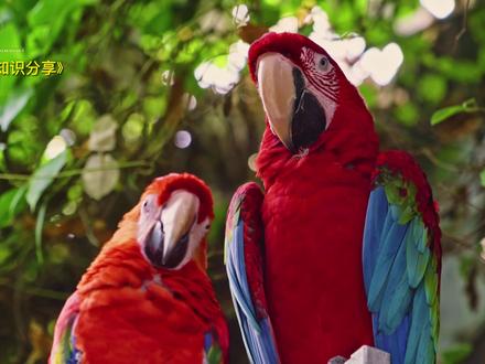 色彩漂亮艳丽体的 #金刚鹦鹉 #观鸟 #鸟类摄影 #拍鸟 #爱鸟护鸟 #鹦鹉 #保护鸟类 #鸟 #热门