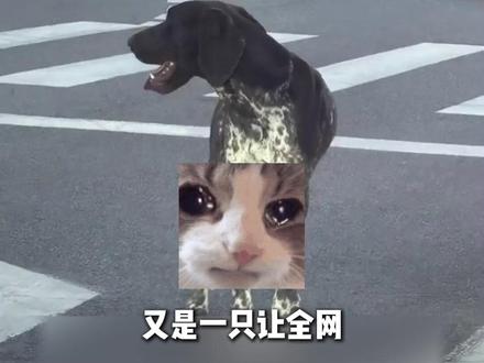 它不知道车里坐着的是谁,小狗金宝就这样拦下一辆辆车看是不是妈妈#金宝 #波音达犬 #石家庄 #宠物狗 #狗狗离不开主人