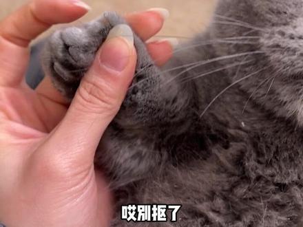 猫咪指甲开裂千万别扣!!小猫的指甲像洋葱,一层包裹着一层,一定要注意是不是工具的原因 #猫咪剪指甲教程 #猫咪剪指甲 #猫指甲怎么剪 #猫指甲剪 #萌宠好物