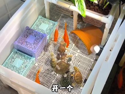 纯白火山石生态龟缸,浅水区深水区躲避区这些都有,好像一个乌龟游乐园,不管深水龟还是浅水龟都能养,不用过滤和打氧,平时只加水不换水,就这配置1到3年翻一次缸就好了,懒人养龟没时间打理,直接就这样养就好了#生态龟缸 #生态龟缸造景