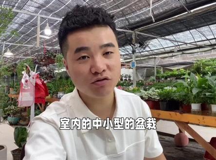 春羽和小天使的区别 养护办法和注意事项 #花卉绿植
#分享家庭养花知识#养花小知识 #春羽