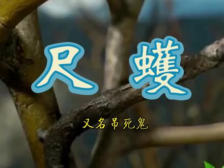 这个家伙是个拟态高手#一起享受大自然的美