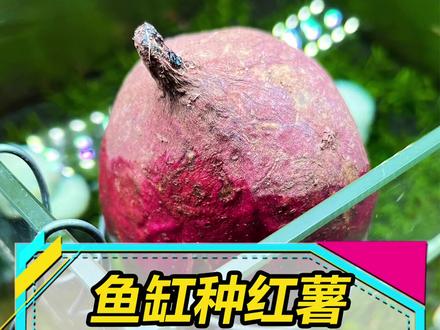 鱼缸种红薯第2天,大家帮我看看是不是生根了?#水族 #养鱼人