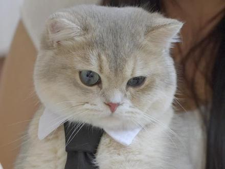 遇到这样的老板,真是长见识了!#猫咪 #职场 #探鱼 #喵力无限晒主子