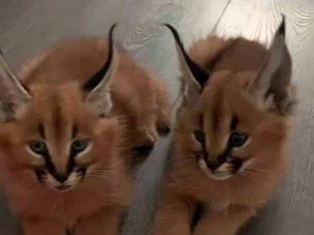 感觉哈气才是它的“招牌特征”#知识科普 #动物科普