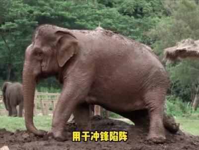 大象肉量远超猪牛羊,为啥没人养大象来吃肉呢?是因为很难吃吗?#科普#涨知识#冷知识#饮食文化#大象