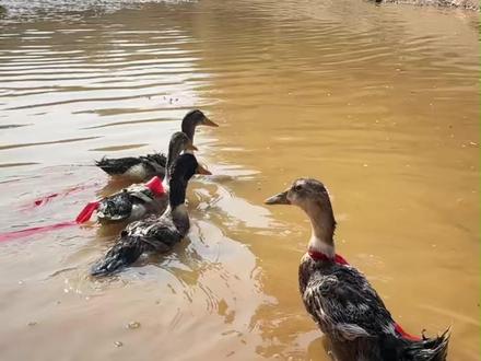 大年初二到初七,酒仙湖抓鸭大会热血开战! #抓鸭子 #年俗活动 #年味 #酒仙湖 #新年