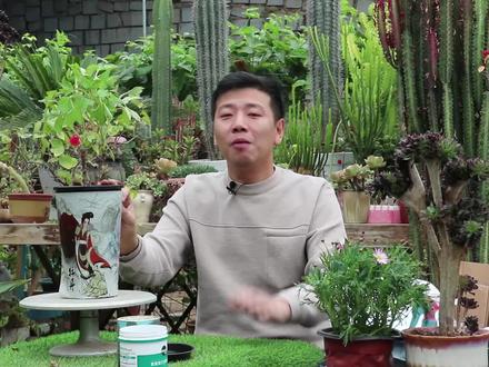 年宵牡丹盆栽,过年就能开花,掌握养护技巧,只需一盆年年开花! #花卉绿植 #盆栽 #爱生活爱养花 #养花小知识