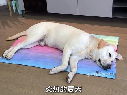 买了个便宜的大冰垫给狗子当空调#养狗好物分享 #宠物冰垫 #狗狗夏天降温 #狗狗中暑 #狗窝