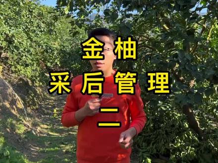 沙田柚采后管理:清园。超扩、炬灰、毒死蜱、阿维炔螨特……#金柚 #诺普信 #病虫害