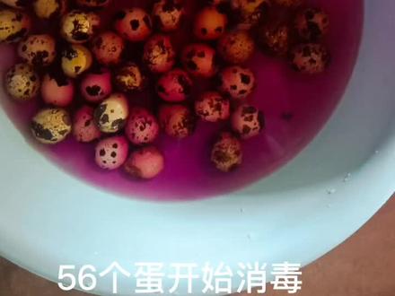 一家人见证生命的诞生小鹌鹑18天#在家孵蛋