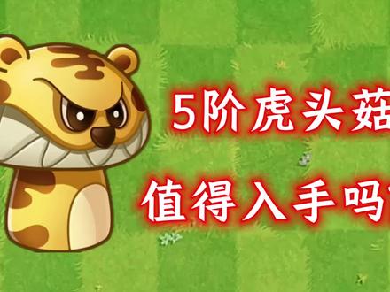 5阶虎头菇值得入手吗?#植物大战僵尸#植物大战僵尸2