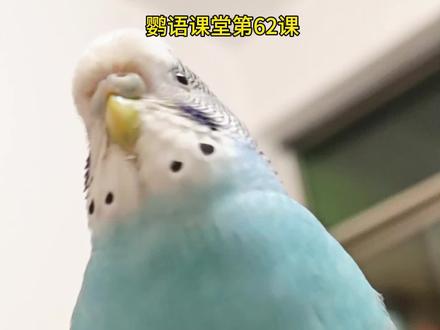 你听过虎皮鹦鹉卜啾卜啾的叫声吗?#虎皮鹦鹉 #鹦语课堂 #鹦鹉叫声含义 #鹦鹉叫声解读