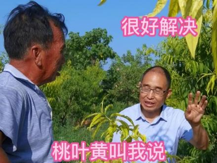 桃树浇水下化肥就黄叶,看老郝啥好办法解决它!#桃树种植 #运城头条