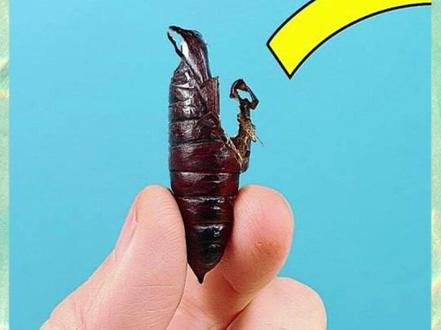 兄弟们我买来了两个骷髅天蛾的茧,你们猜能不能孵化出蝴蝶?#剧情演绎 #蝴蝶 #亲子互动 #野生动物零距离 #奇闻趣事