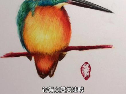 完整的翠鸟来啦,喜欢的同学,点赞转发哦。#彩铅#画画 #艺术 #抖音艺术创作者大会 @抖音小助手 @抖音青少年