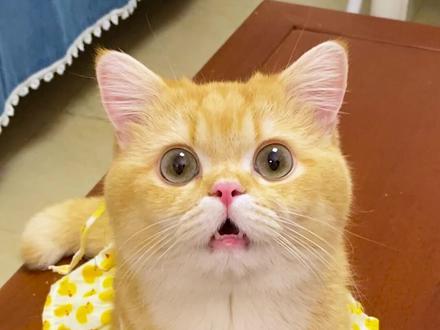 我家猫这是怎么了?😭#抖音动物图鉴 #萌宠出道计划 #英国短毛猫 #猫 @抖音自然