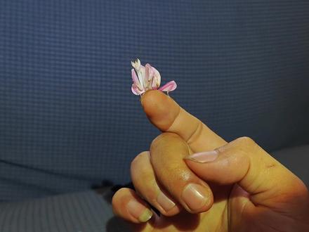 把自己进化成一朵花儿的螳螂(兰花螳)#可爱 #兰花螳 #爬宠