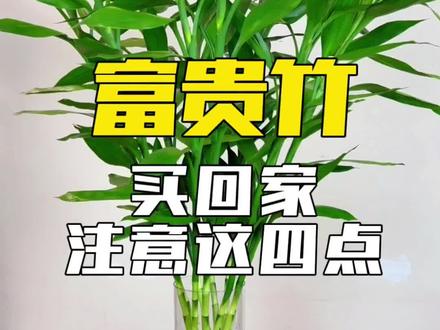 4招教你富贵竹快速生根不黄叶 富贵竹的养护详解!养护过程需要注意什么呢?用什么水养?几天换水?#水培富贵竹#绿植花卉#养花小知识 #富贵竹