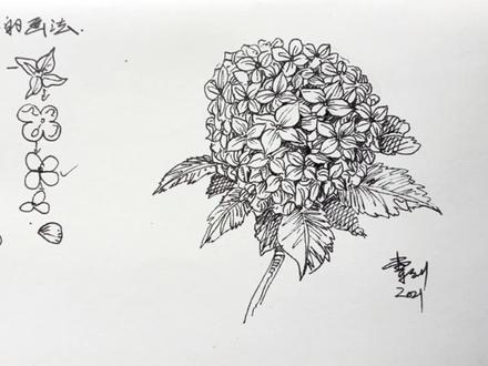 绣球花怎么画?钢笔画风景速写,植物系列线稿