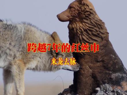 带你了解《重返狼群》跨越7年的红丝带的来龙去脉 #重返狼群背后的故事