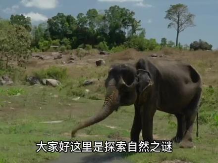 猛犸象消失之谜 #大象 #史前巨兽 #远古生物 #科普一下 #野生动物 #看世界 #猛犸象 #自然之谜