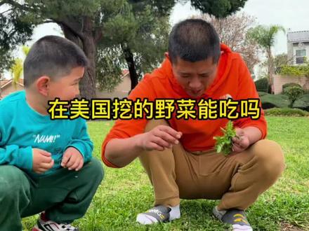 #海外生活 在美国小区挖野菜,希望不要被投诉,这么多野菜没人要