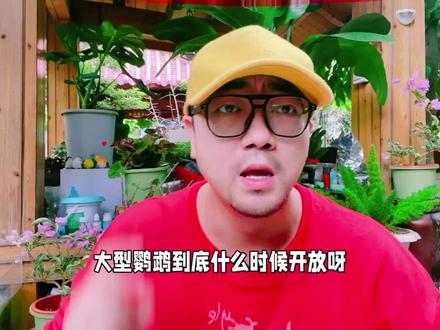 #创作灵感 众说纷纭的大型鹦鹉开放—-海南试点是怎样的?#鹦鹉 #手养鹦鹉 #鹦鹉开放 #大型鹦鹉